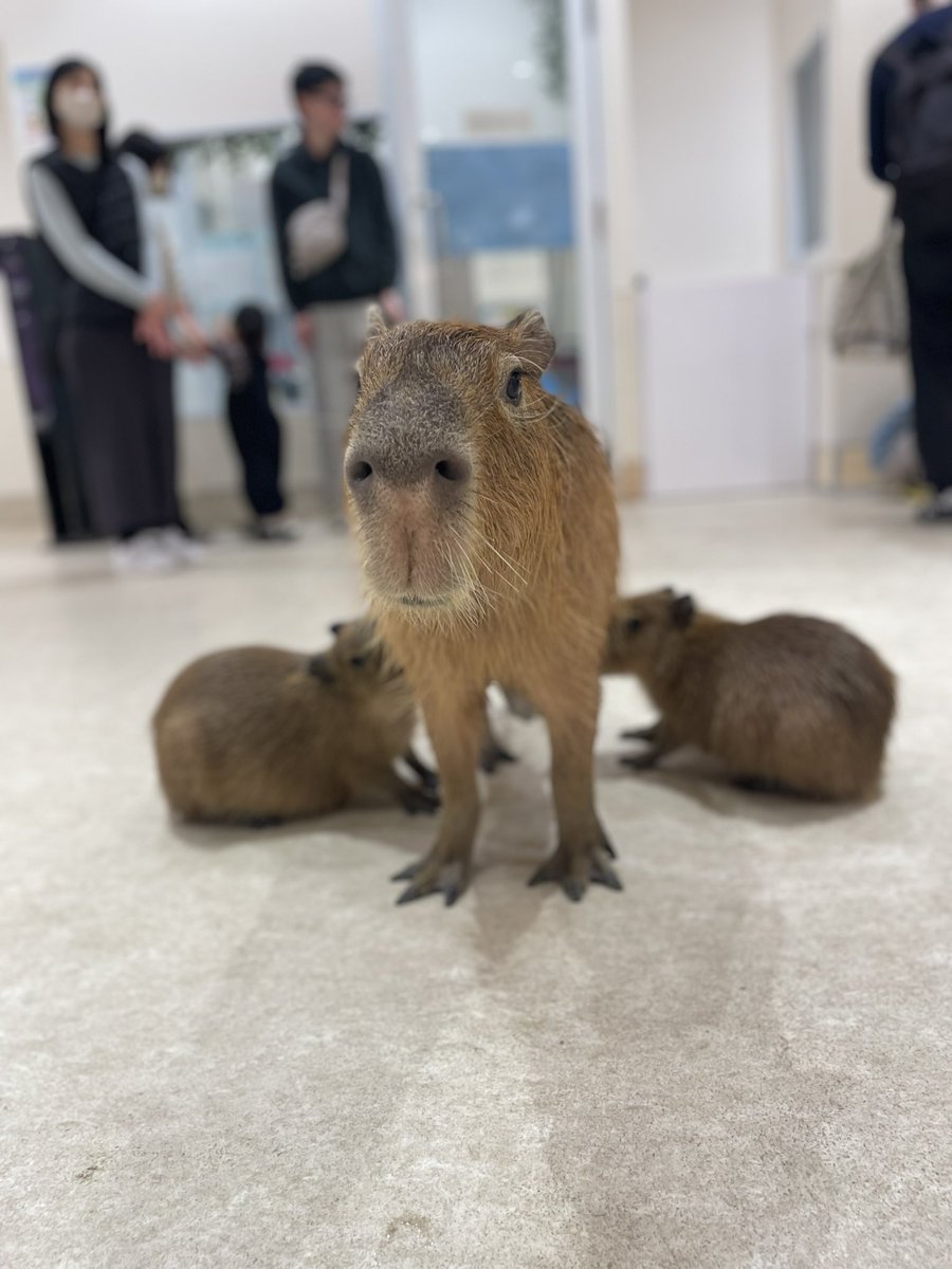 カピバラかぴばら (@capybara5179) / Posts / X