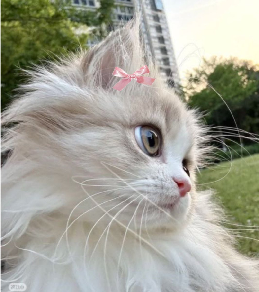 เหมียวแป๋วมั่ก 🫳🏻/ᐠ  ܸ.ˬ.ܸ ྀིﾏ