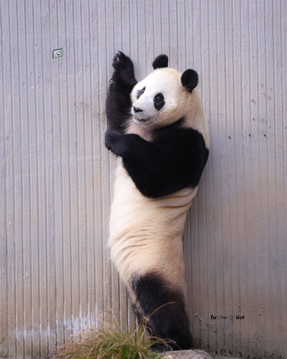 ๐๐ฎ๐๐๐จ_๐๐จ๐ญ tweet media