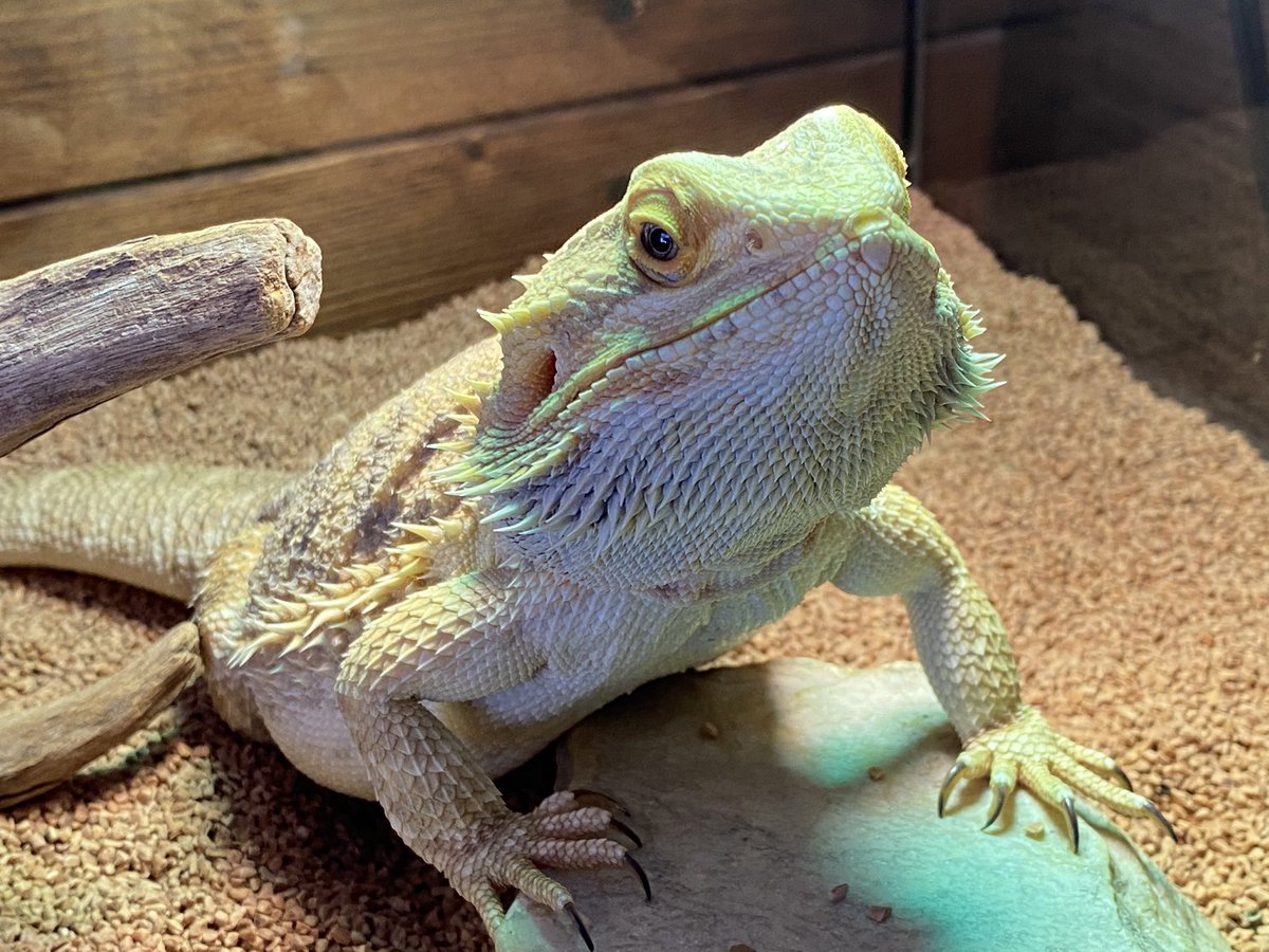 バケタンブログ　ドラゴニット　後藤彩色所ver 体を温めているフトアゴちゃんです☺️