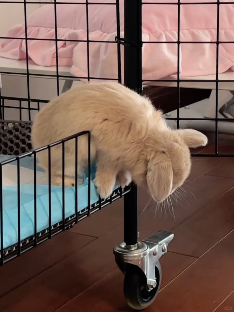 Why you should have a rabbit (@shouldhaverabit) on Twitter photo 