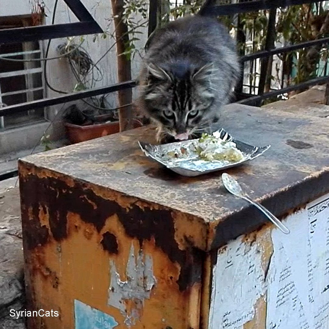 Syrian Cats tweet media