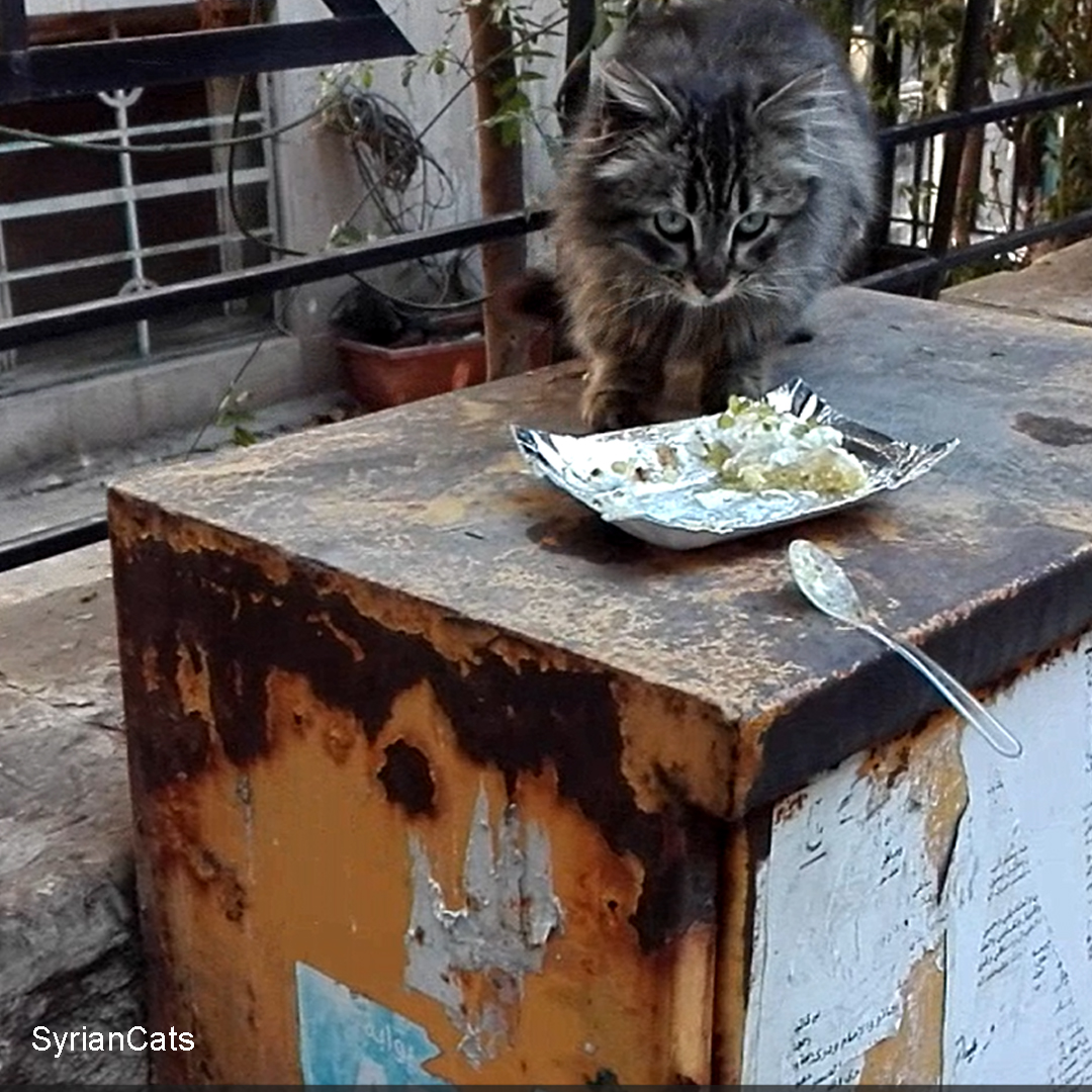 Syrian Cats tweet media