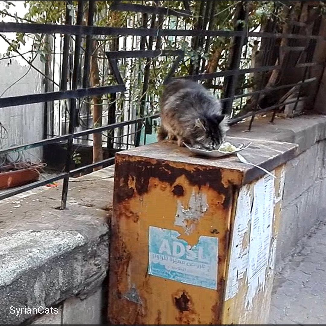 Syrian Cats tweet media