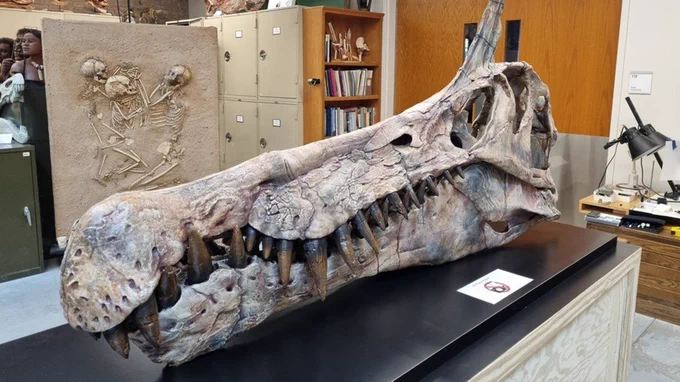 کشف گونه جدیدی از دایناسور اسپینوسور در صحرای افریقا