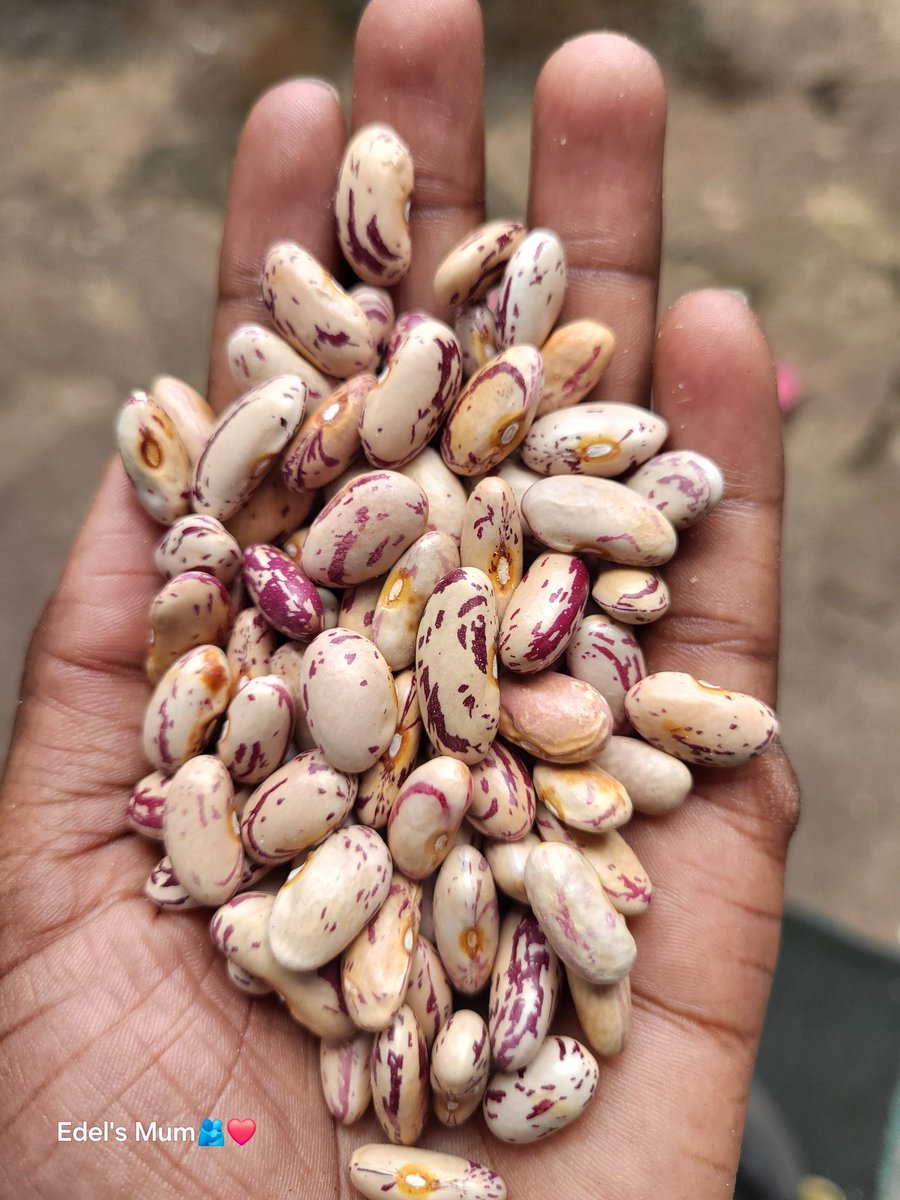 I'm selling nyemba zofiila Mk5800/kg 
While nanyati Mk5500/kg

Mukatenga 20kg going up kuchosela kulipo

Available in blantyre
Chirimba
0883627161