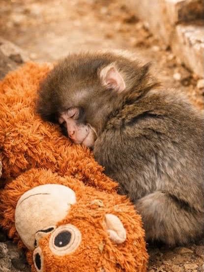 Amanbhandari404's tweet image. Little Punch don't worry we got you, the whole planet loves you buddy ❤️ 

#punchmonkey #petlovers #animallovers #japanzoo