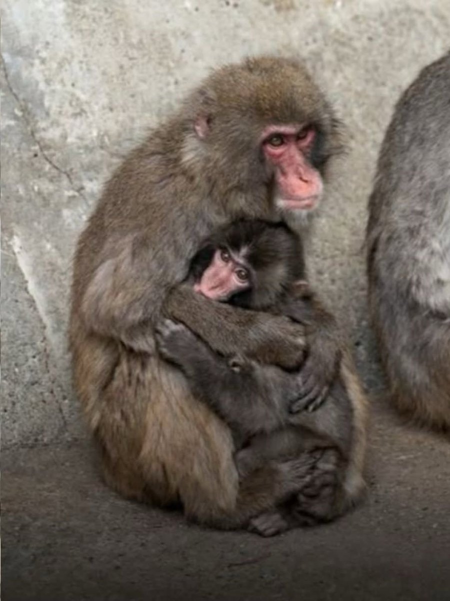 Amanbhandari404's tweet image. Little Punch don't worry we got you, the whole planet loves you buddy ❤️ 

#punchmonkey #petlovers #animallovers #japanzoo