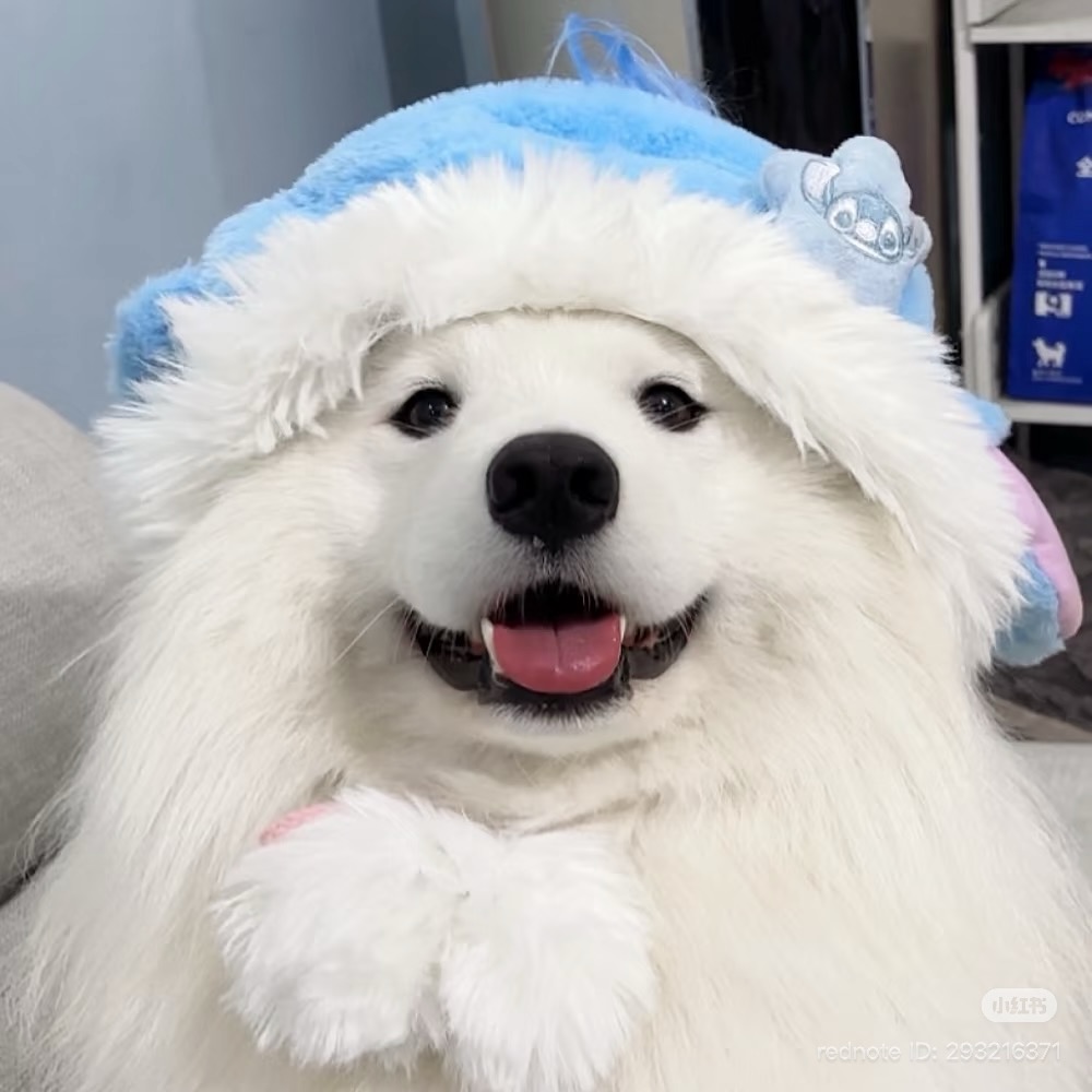dogssaveworld's tweet photo. https://t.co/484LGmLVzc