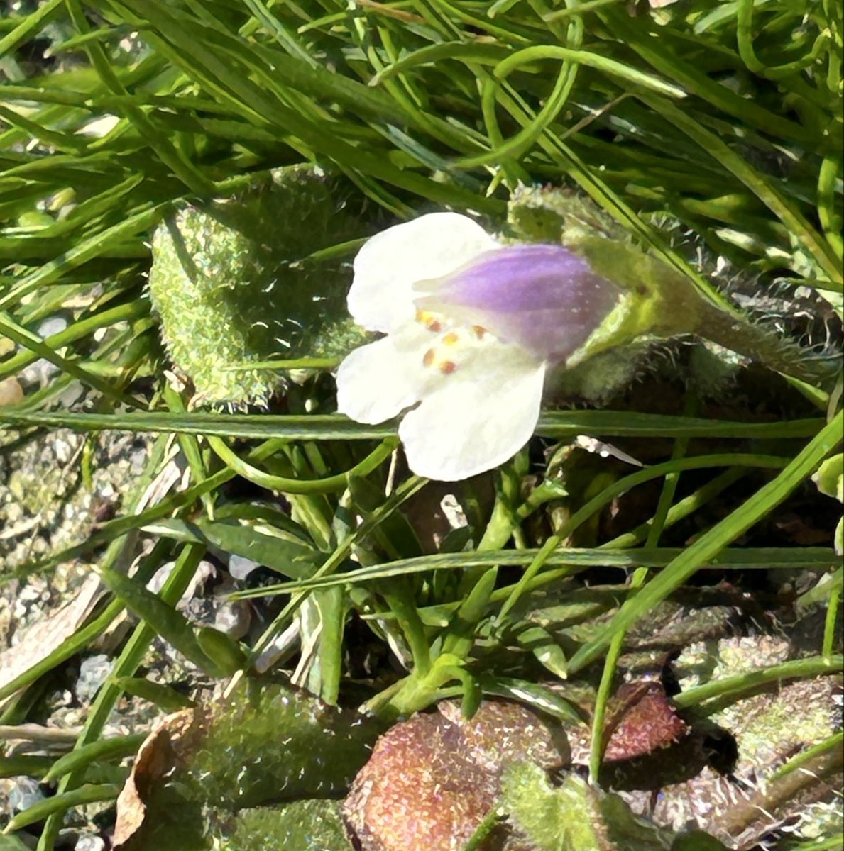 あたたかな日差しのなかでムラサキサギゴケがふわりと咲いていました🙂