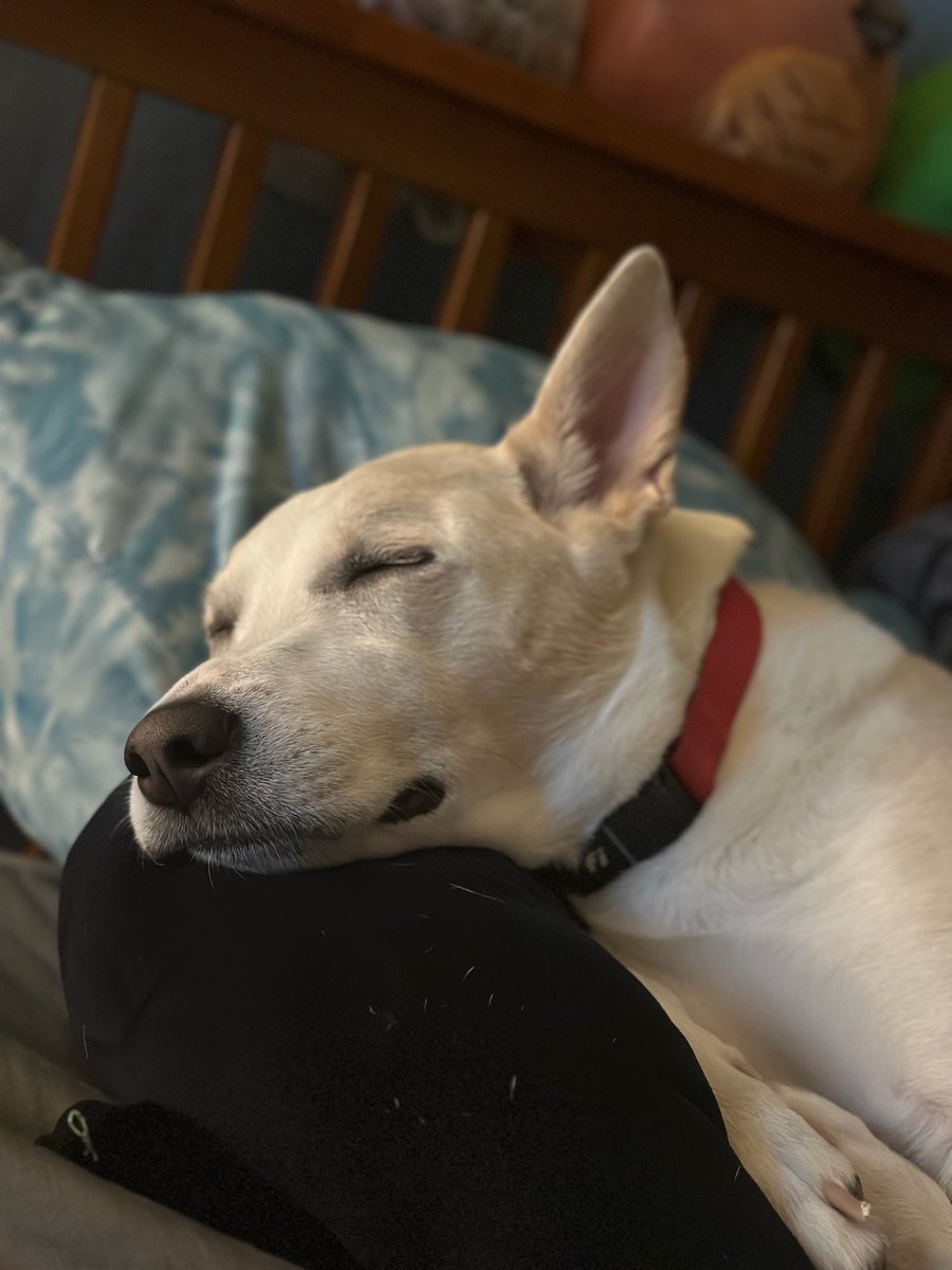rachajh's tweet photo. @Garrett_Watts Hi Garrett!! This is my baby dog, her name is Legna (it’s Angel spelled backwards). She is a little bit cringe and a lot a bit cute. Please feel free to praise or roast her. ☺️🤘 https://t.co/uafm04YIlI