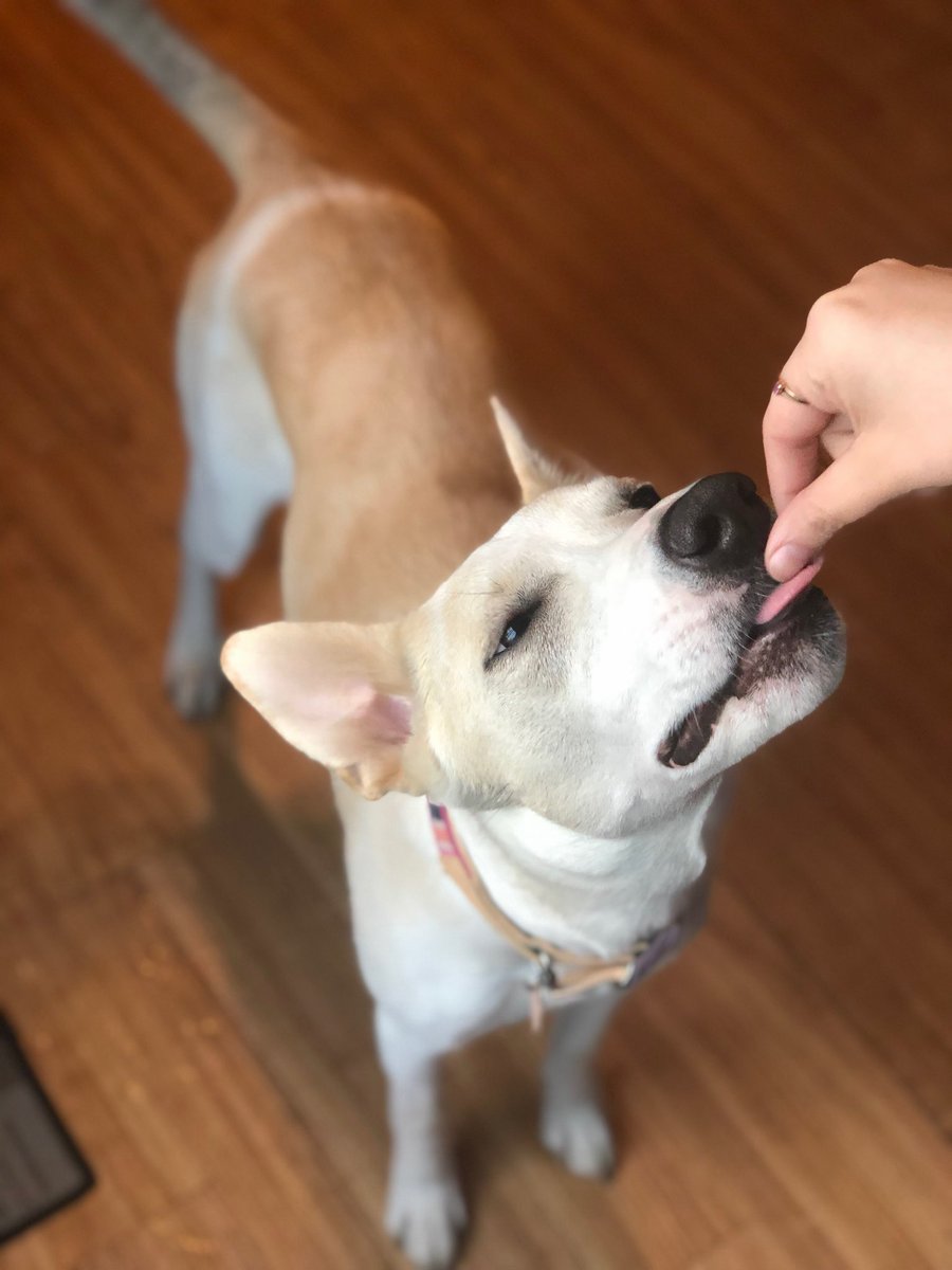 rachajh's tweet photo. @Garrett_Watts Hi Garrett!! This is my baby dog, her name is Legna (it’s Angel spelled backwards). She is a little bit cringe and a lot a bit cute. Please feel free to praise or roast her. ☺️🤘 https://t.co/uafm04YIlI