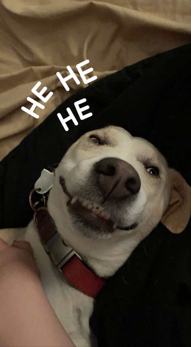 rachajh's tweet photo. @Garrett_Watts Hi Garrett!! This is my baby dog, her name is Legna (it’s Angel spelled backwards). She is a little bit cringe and a lot a bit cute. Please feel free to praise or roast her. ☺️🤘 https://t.co/uafm04YIlI