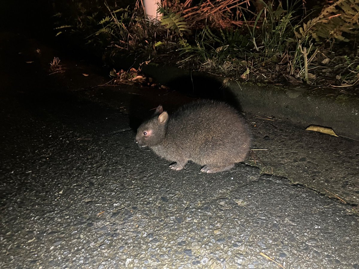 こんにちは。
今日の奄美大島は暖かく、気持ちの良いお天気です。先日、道路脇でアマミノクロウサギを見かけました。アマミノクロウサギは奄美大島と徳之島にのみ生息する夜行性のうさぎ。車道のような開けた場所を利用することもあるので、夜間は「よーりよーり（ゆっくり）運転」でお願いします🚗