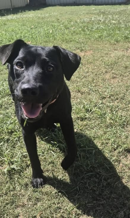 Luna - 6 months, female - Kelpie x - Queensland
workingdogrescue.com.au/?p=122174
available,AWDRI,kelpie,Queensland(QLD)