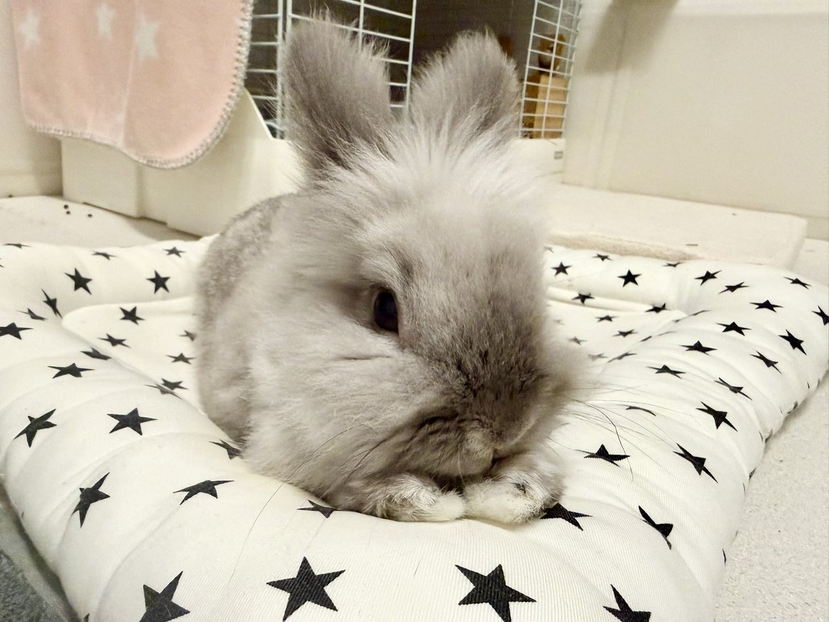 れおん🐰 tweet media