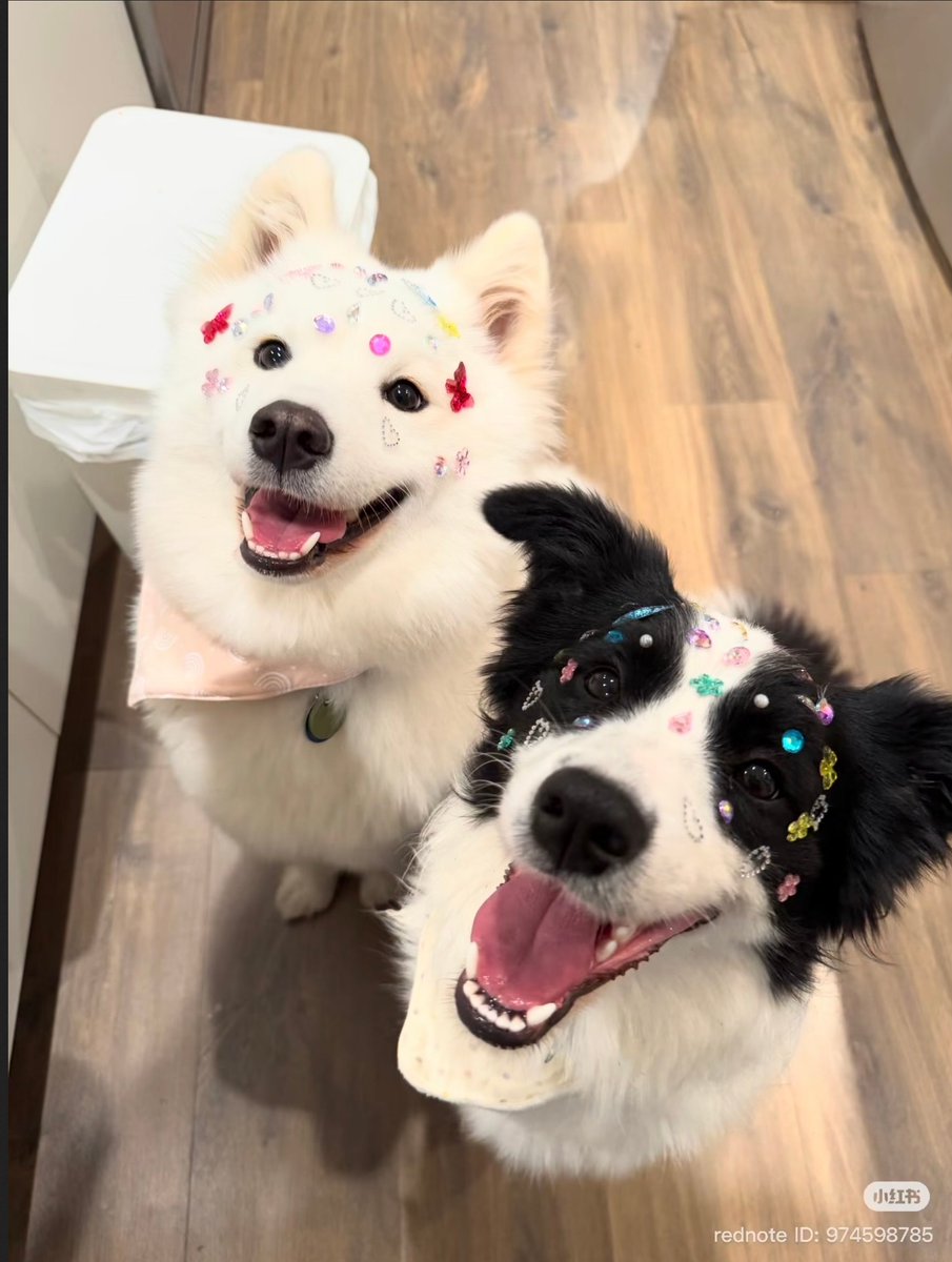 dogs so cute that could save the world (@dogssaveworld) on Twitter photo 