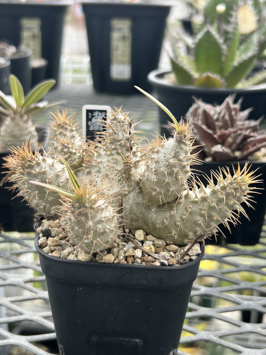 あむ@あむぷらんつ (@amuplants) / Posts / X