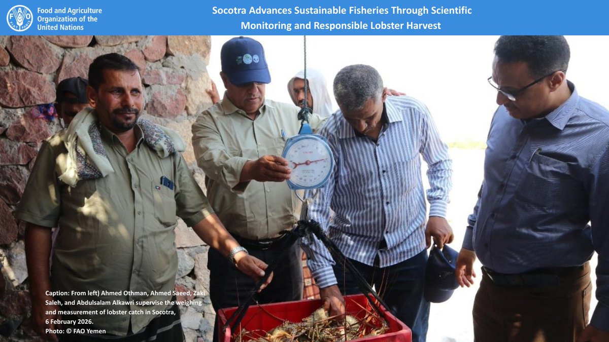 FAO in Yemen tweet media