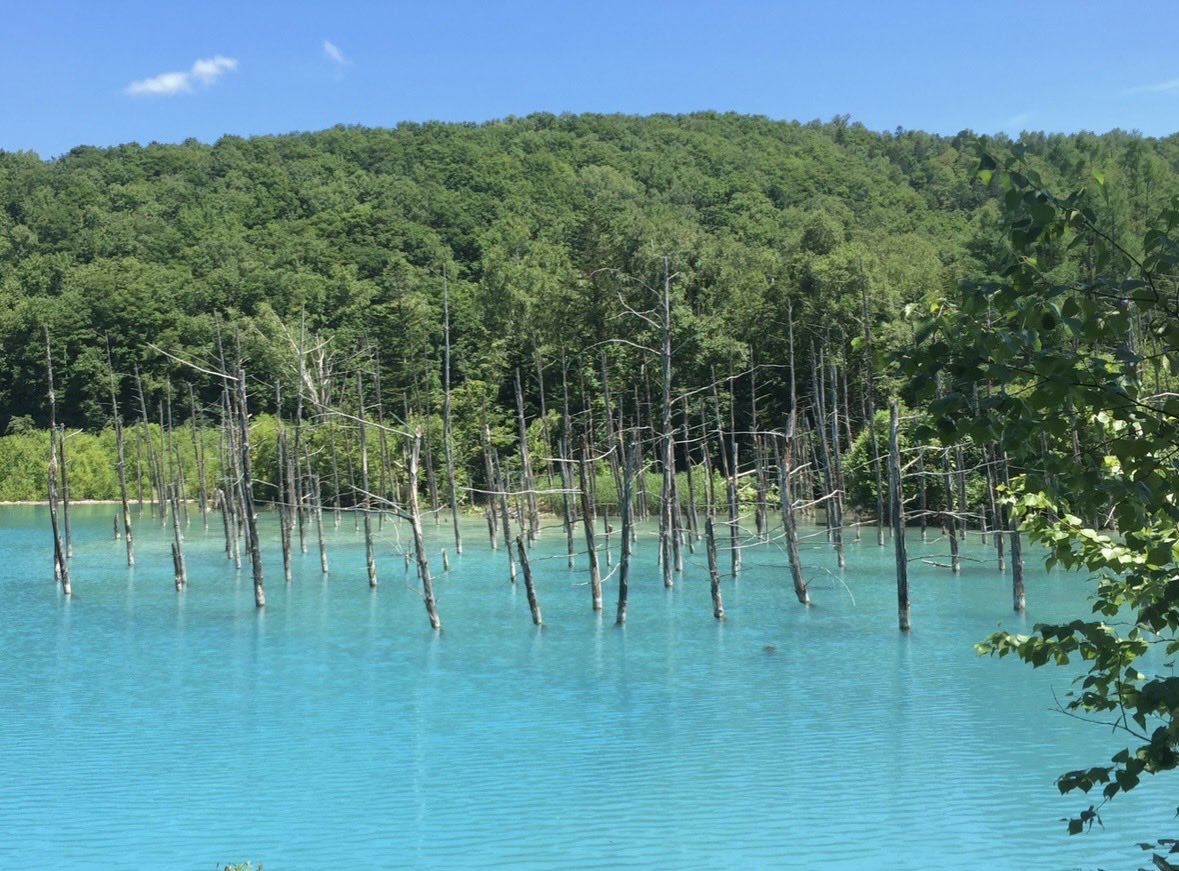 u_r_summer_'s tweet image. 저는 7월의 삿포로 2번 갔는데...
여름의 삿포로가 너무 좋아요🤍

가성비 생각하면 6월에 가셔서 즐기면
초여름의 여름을 즐기기에 좋을 거 같고,
삿포로의 여름을 제대로 즐기고 싶으시면
 ˗ˋˏ 7월 ˎˊ˗입니다ෆ

우리나라보다 선선한 날씨, 
유명한 삿포로 맥주축제, 
라벤더 축제,
아름다운 청의