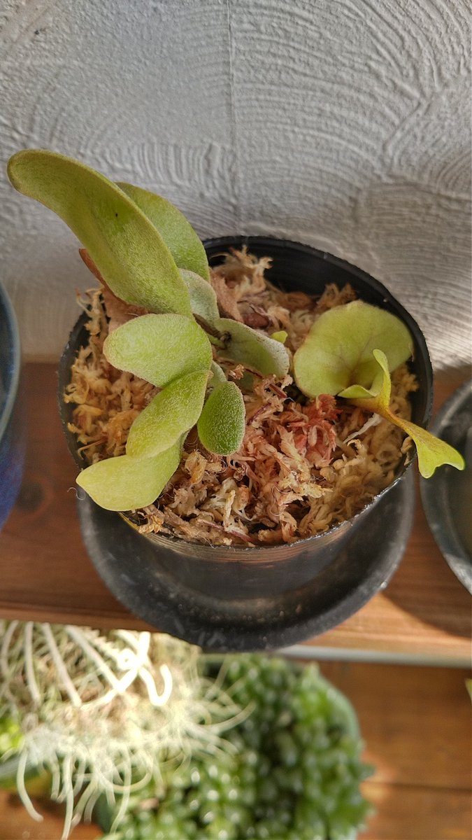 ビカクシダのリドレイ、ウィリンキーワイルドの幼苗をメルカリで購入