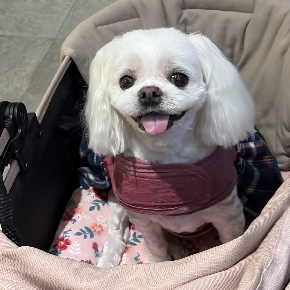 podoge119's tweet photo. Whatβs up fam? Time for PODOGE π° #Podo #PodoTheDog #PODOGE #Linkhash #Coin #ν¬λ #ν¬λμ§ #μ½μΈ https://t.co/SJd6hvAdgo