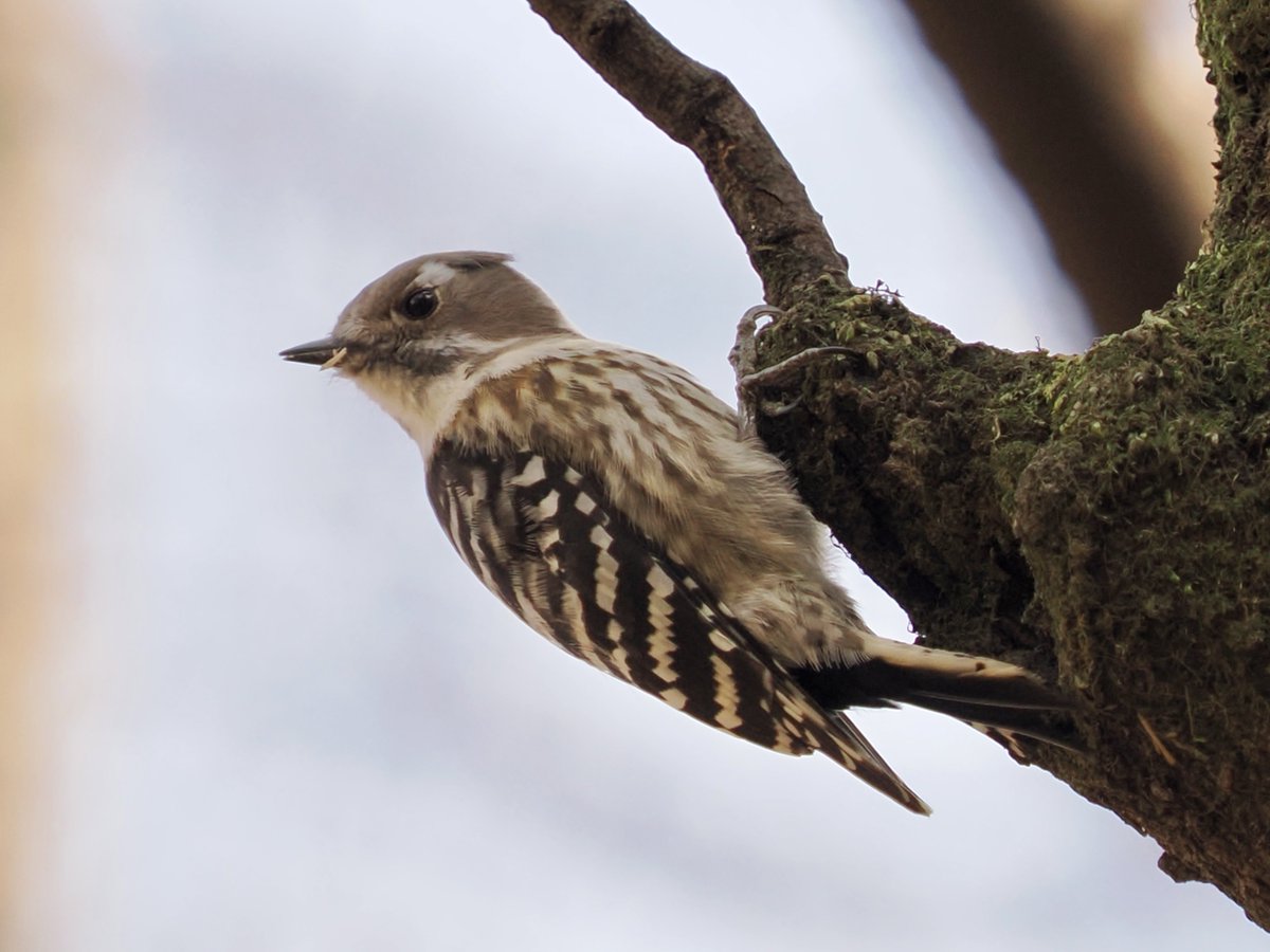 昨日の野鳥の会では十数種類の鳥さんに出会えました。 でも、自分1人