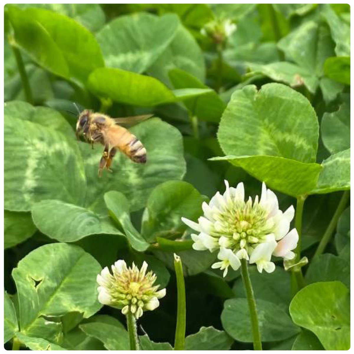 DLF Seeds tweet media