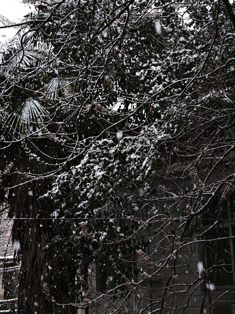 ZIP_SD's tweet photo. 下雪啦❄️ https://t.co/vkGCX7CvFb