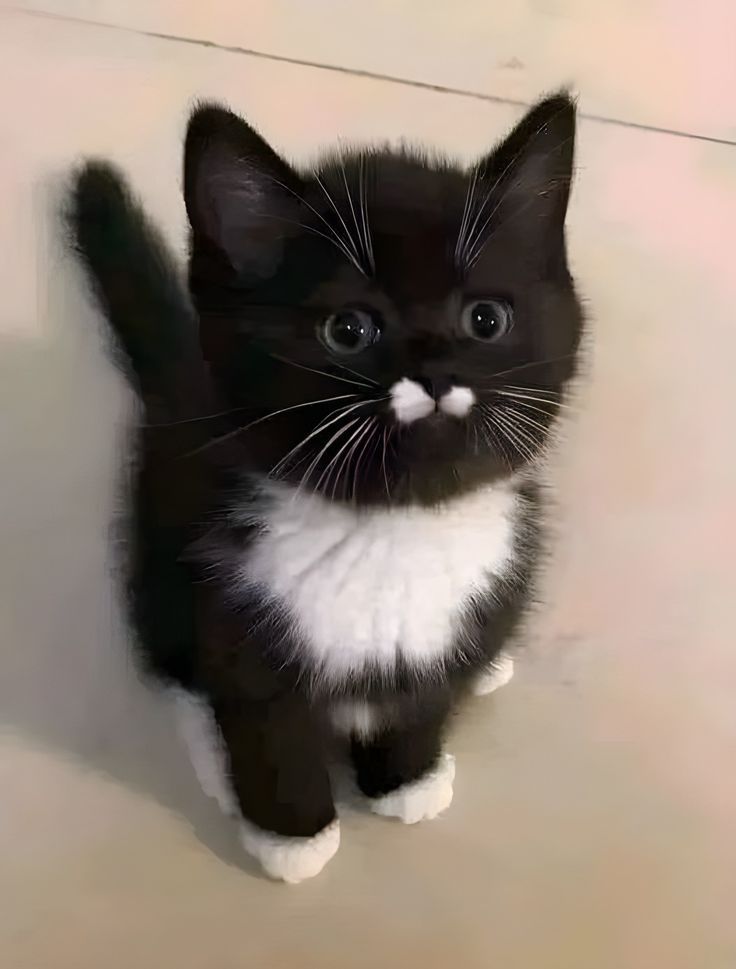 Thepetsonly's tweet photo. Those eyes https://t.co/4pAiLZvf1V