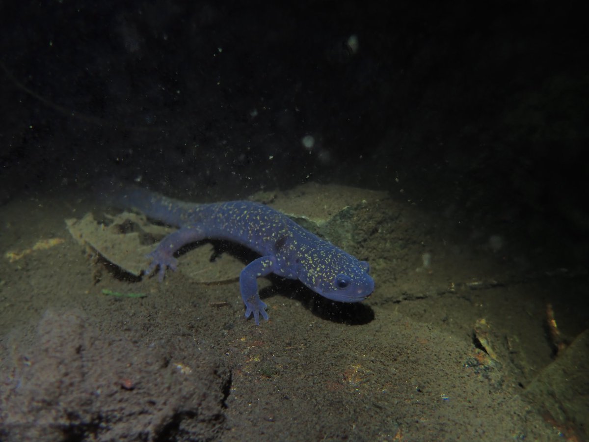 へみだく tweet media