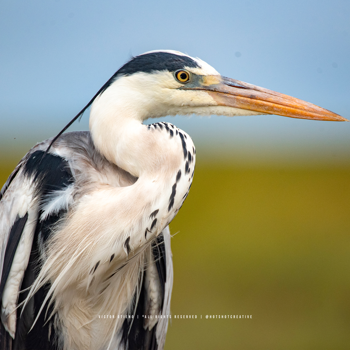 Grey Heron (Ardea cinerea), or nyamanaha in french, Amboseli NP. #BirdsOfKenya #birdphotography