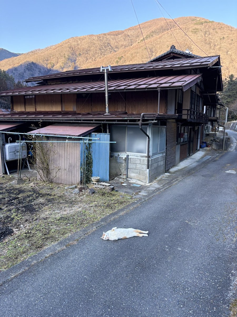 don_guri_gura's tweet photo. 春一番 猫落ちてた https://t.co/Fsr1zHFx2k
