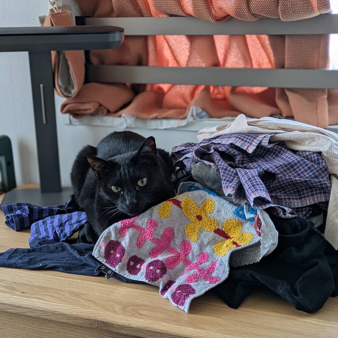 NobuHideCats's tweet photo. 洗濯ものに擬態する信長😶‍🌫️
後で服にコロコロ必須だけど可愛いので許す
#要にゃんこ亭　卒業猫
#久米島猫 
#保護猫 https://t.co/Yj6lIzbGCx