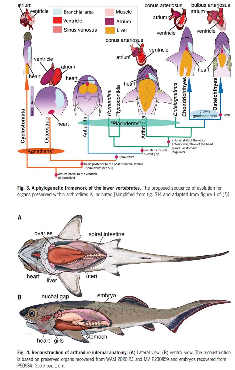 Andrej Spiridonov tweet media