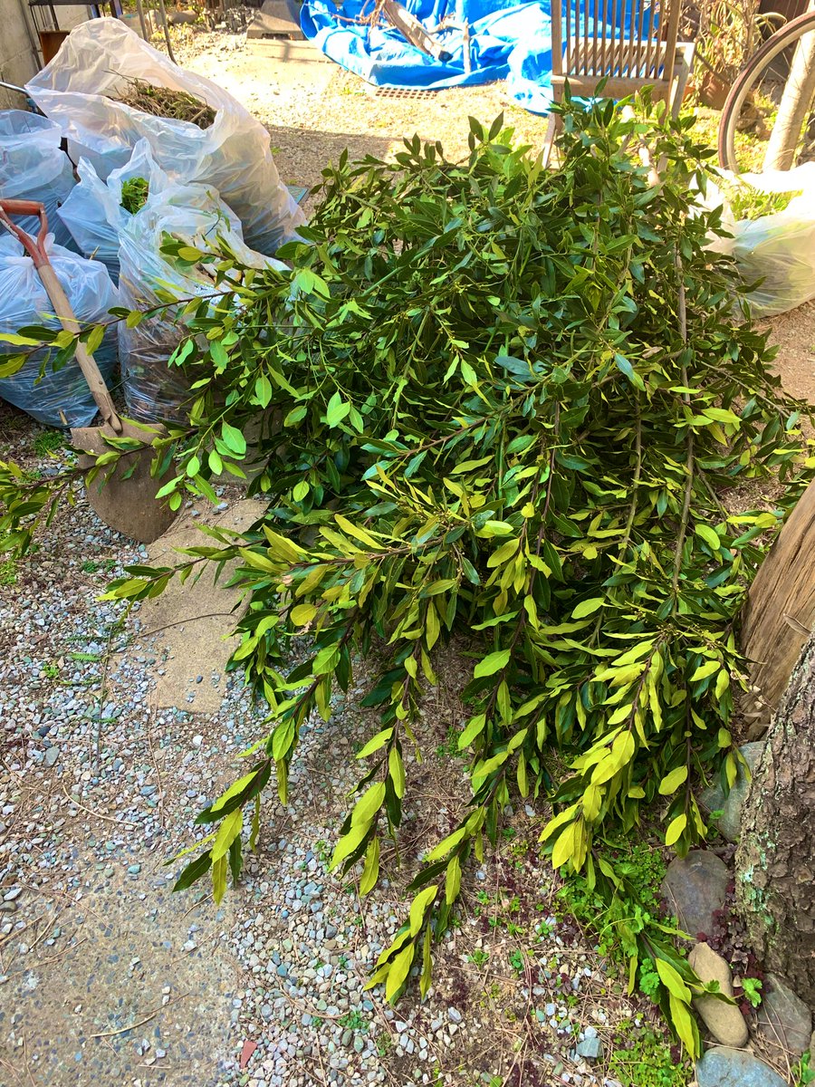 ヒルマ弘 tweet media