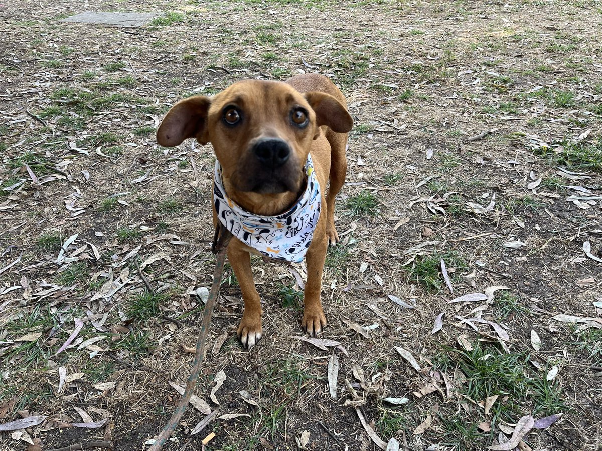 No seas la causa por la cual los ojos de un perrito se llenen de miedo.
Si no puedes amarlos, no los lastimes.

Camila busca una familia.🥺