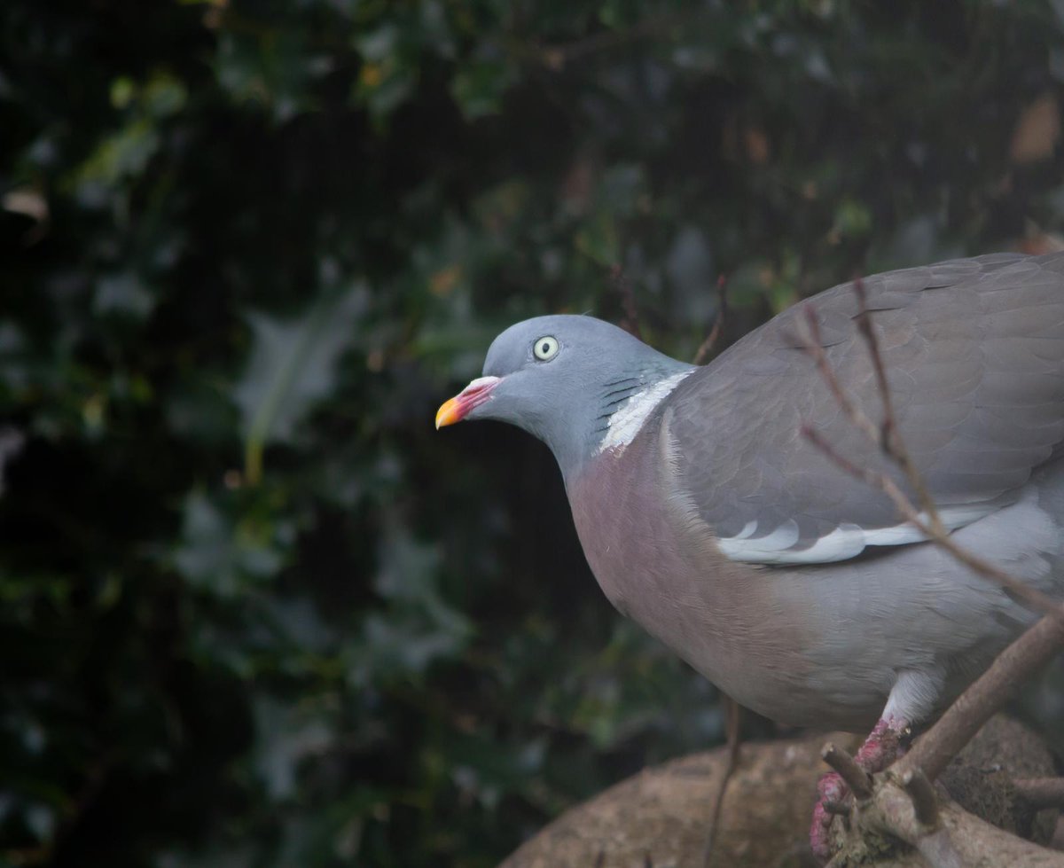 Pidgebot5000's tweet photo. #Pidgepostbot Pidge: True(0.9993). Photo by D R Swift. https://t.co/h0nN6otmwa