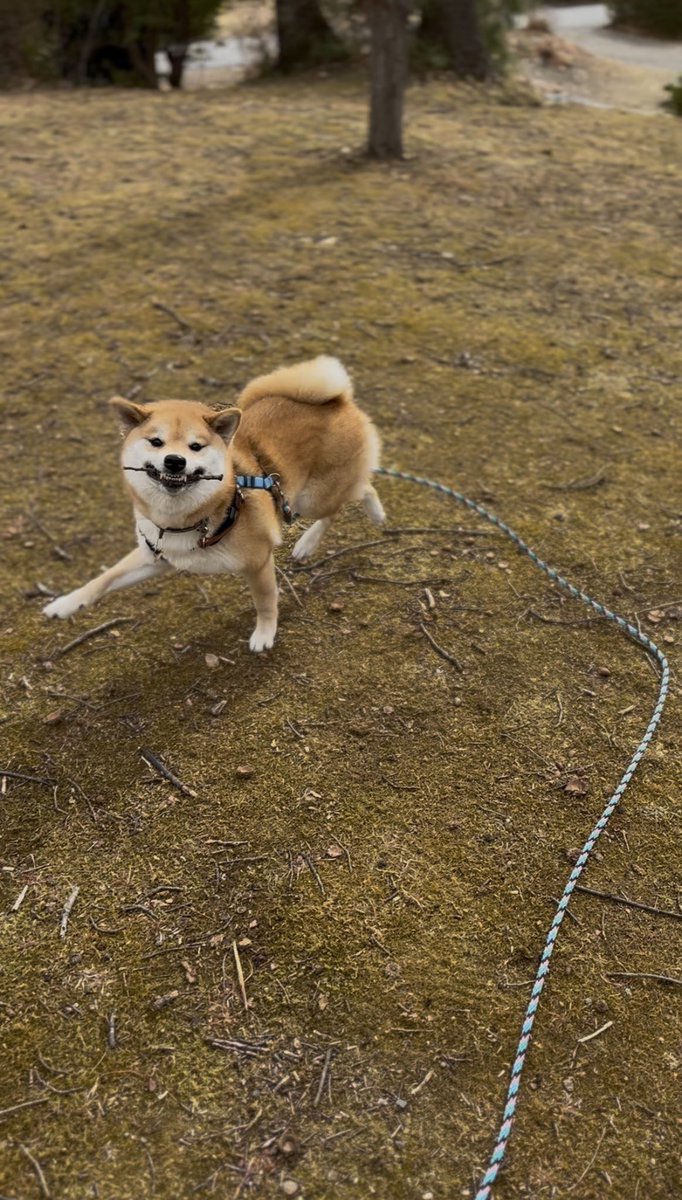 .    \この枝いいだろぉ！！/