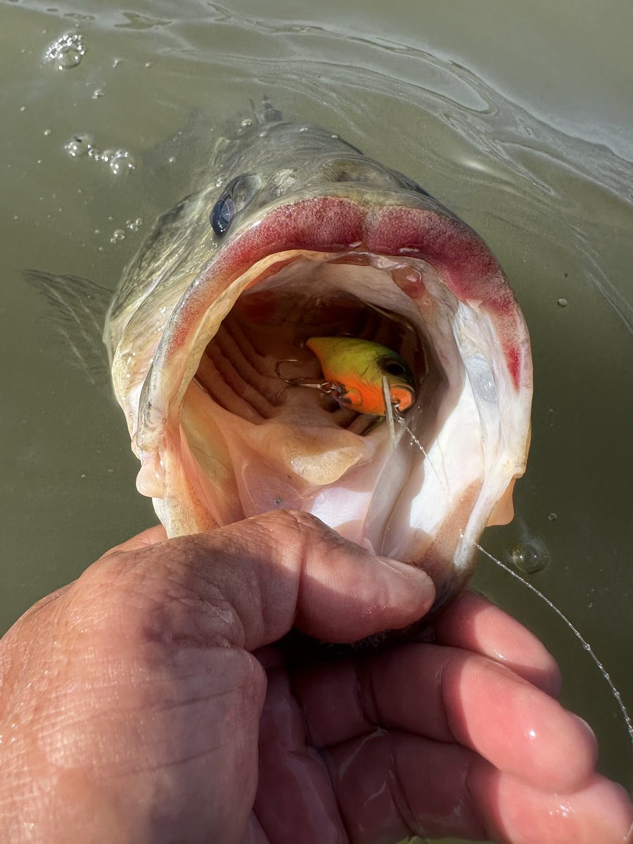 JACKALL BASS FISHING (@JACKALL_Inc) / Posts / X