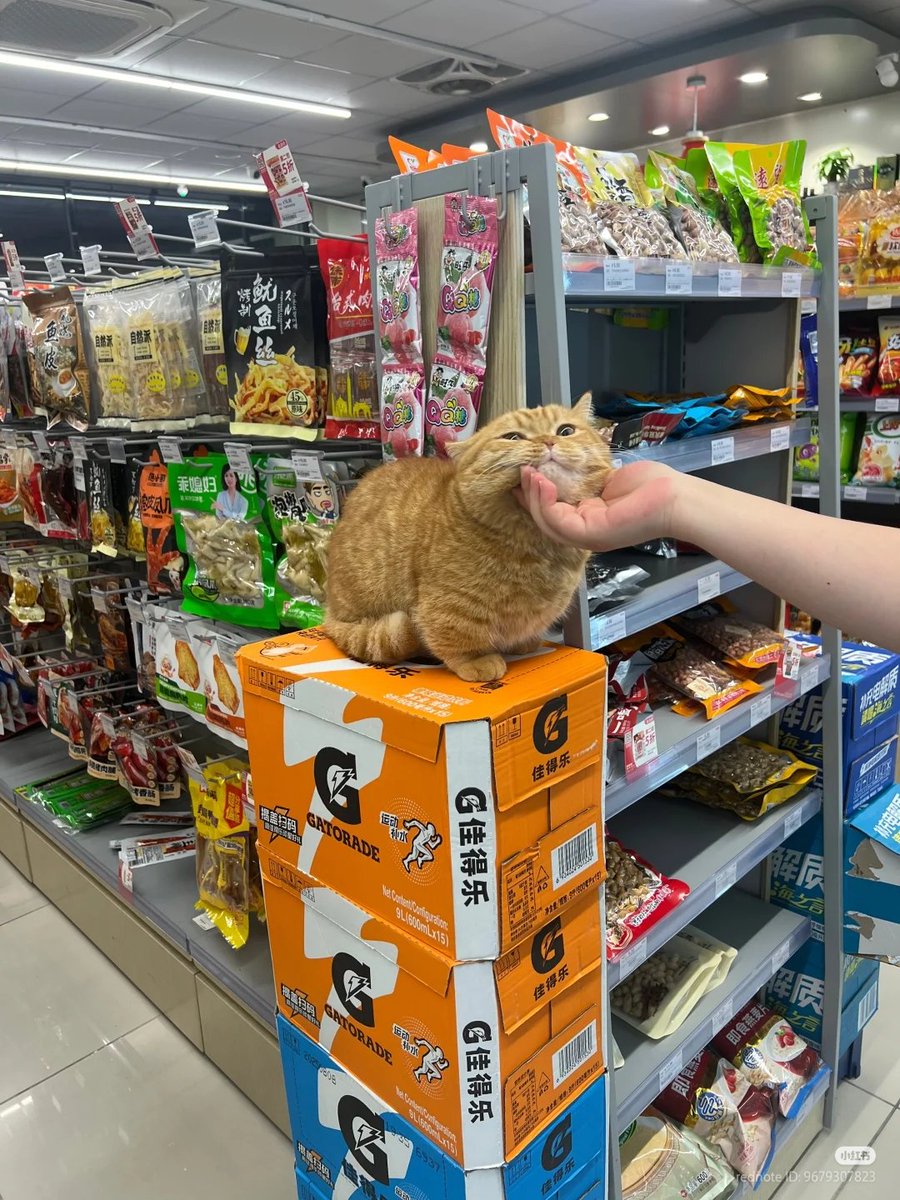 chin rub for good luck