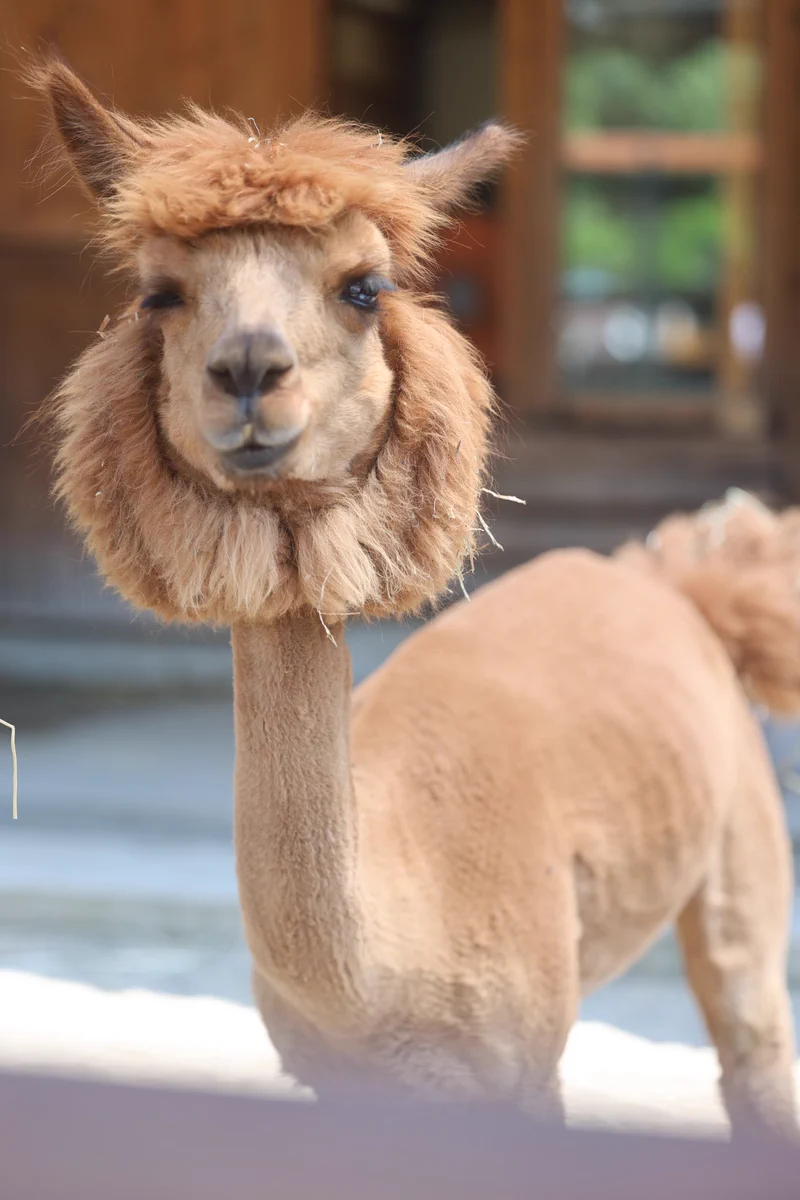 市川市動植物園（公式） on X: 
