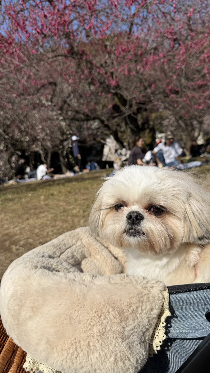 えっちゃん (@BokuEsteban) / Posts / X