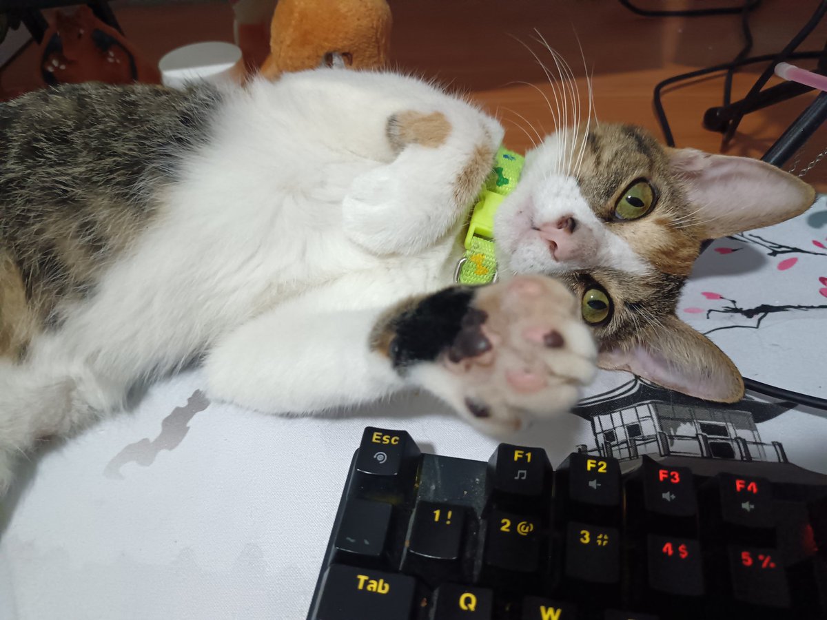 13 de septiembre (calle) vrs 1 de diciembre (4 meses en casita)~
Tu carita ya tiene formita 😺 
Mi bb melosa 💜