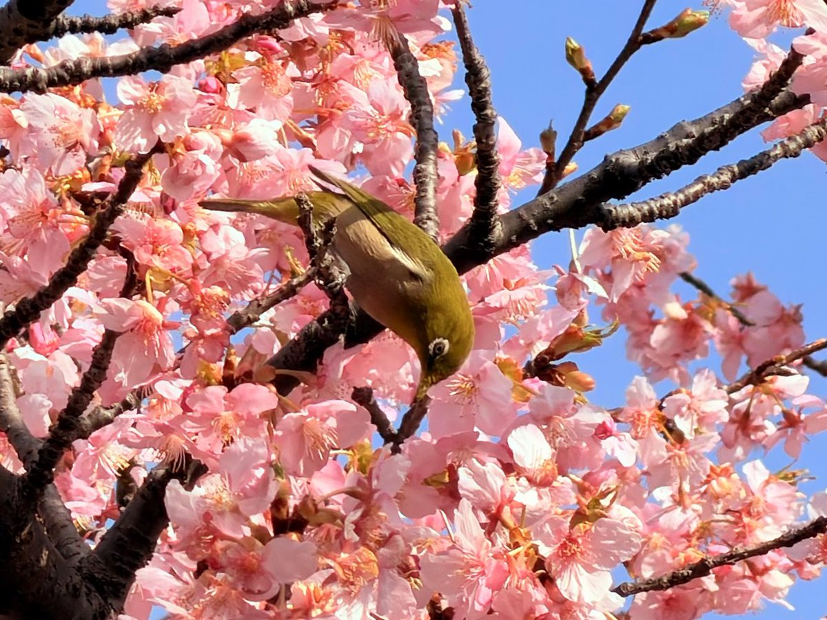 🐜アリかわいがり隊🐜 tweet media