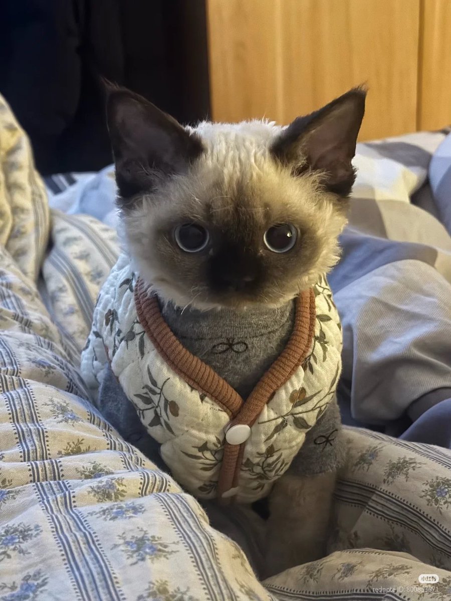 nocontextscats's tweet photo. warm https://t.co/ax5zC7rTfI