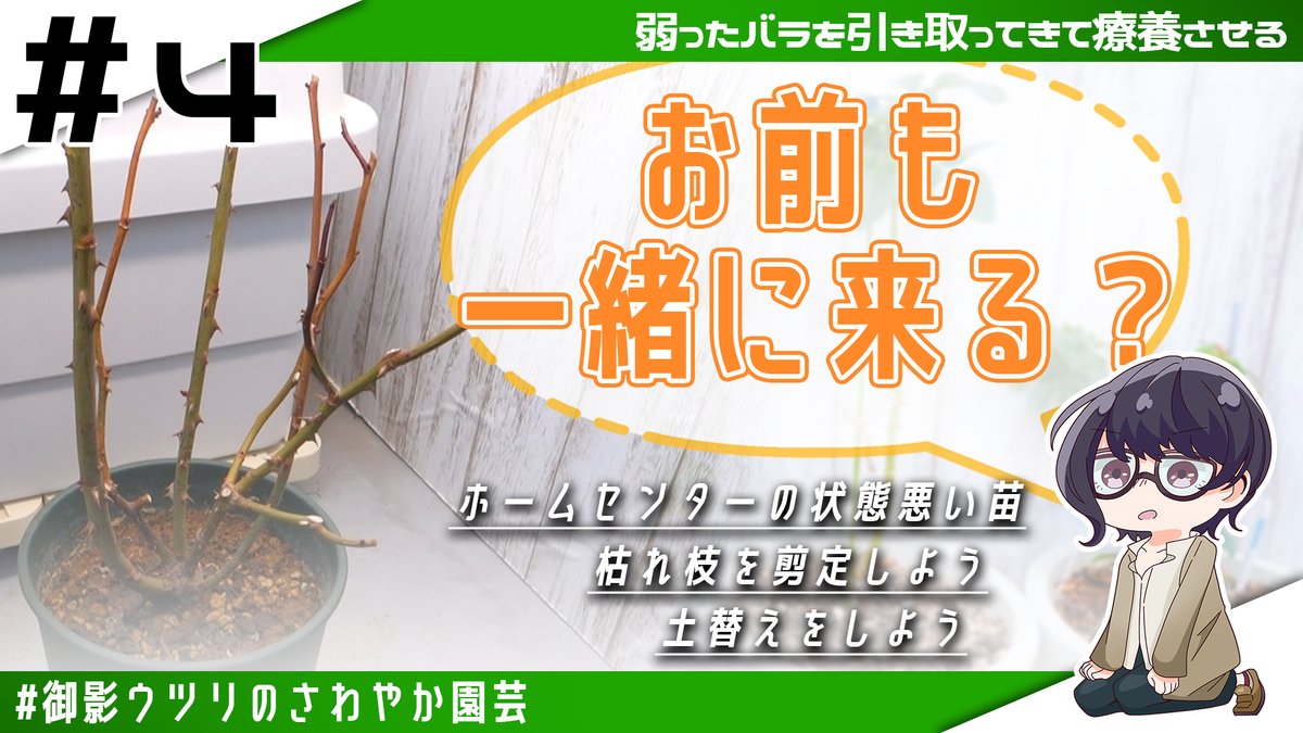定岡　宏、マジョリカ壺に薔薇