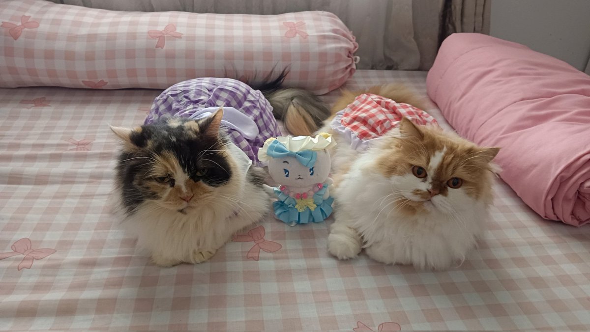 Finally, full member of my babies✨
I'm so happy my cats really love Moi🥹🫶🏻