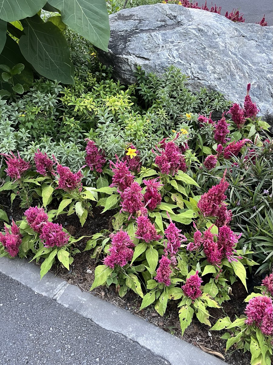 ไม่เคยเข้าใจคนแก่ที่ชอบถ่ายดอกไม้ใบหญ้าข้างทาง จนกระทั่งเกิดกับตัวเอง ฟินมาก