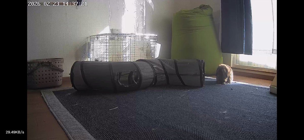 お留守番暑くないかなーと思ったけどぬくぬく日向ぼっこしてるｳｻがいた🐰
このままあったかいといいのにねぇー